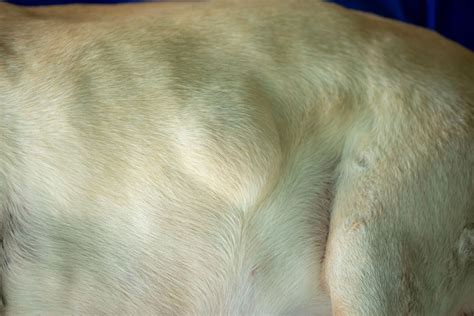 Tumors of the Skin in Dogs